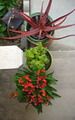 Plectranthus Amboinicus